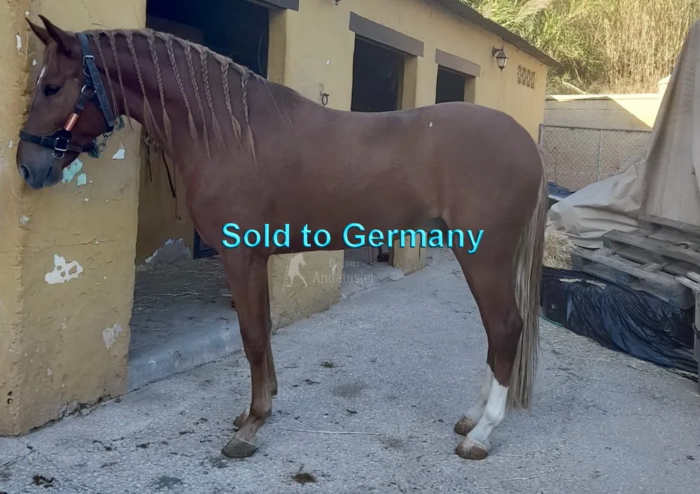 Marengo — Andalusian Gelding