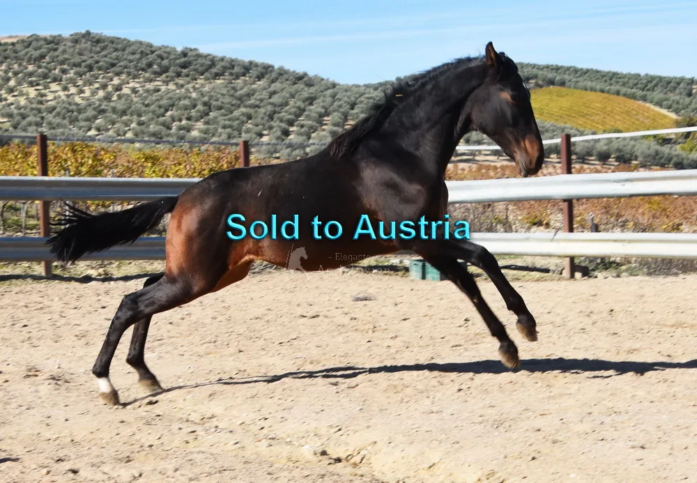 Santo Arenosas — Andalusian Stallion