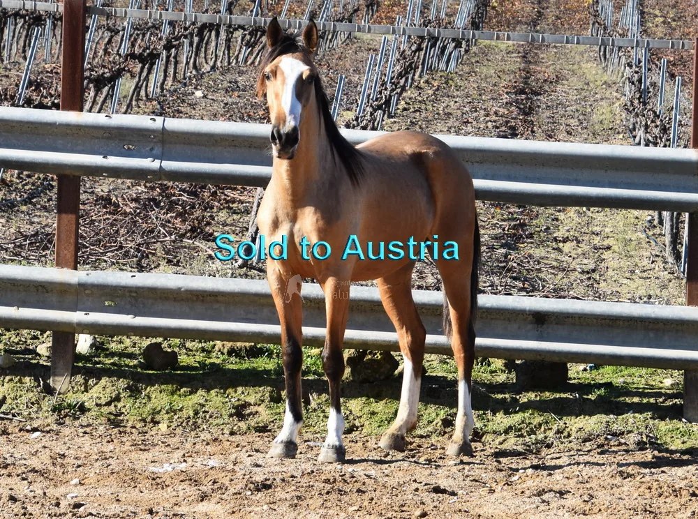 Torera — Lusitano Mare