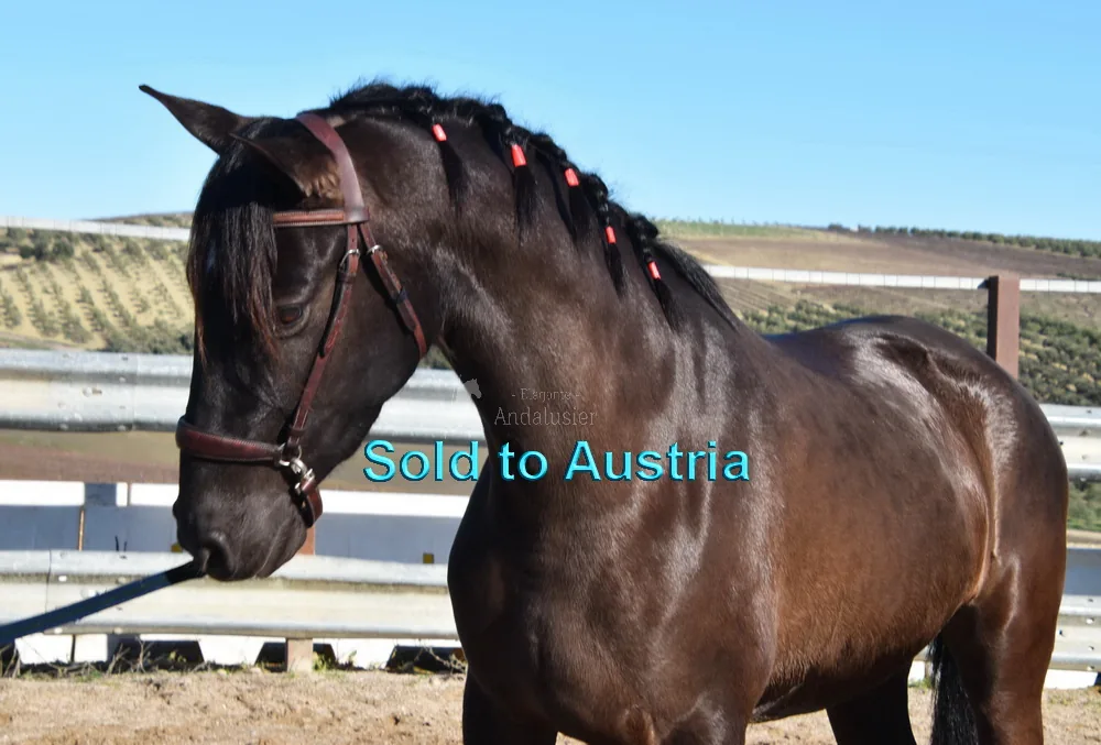Finura de Ventas — PRE Mare