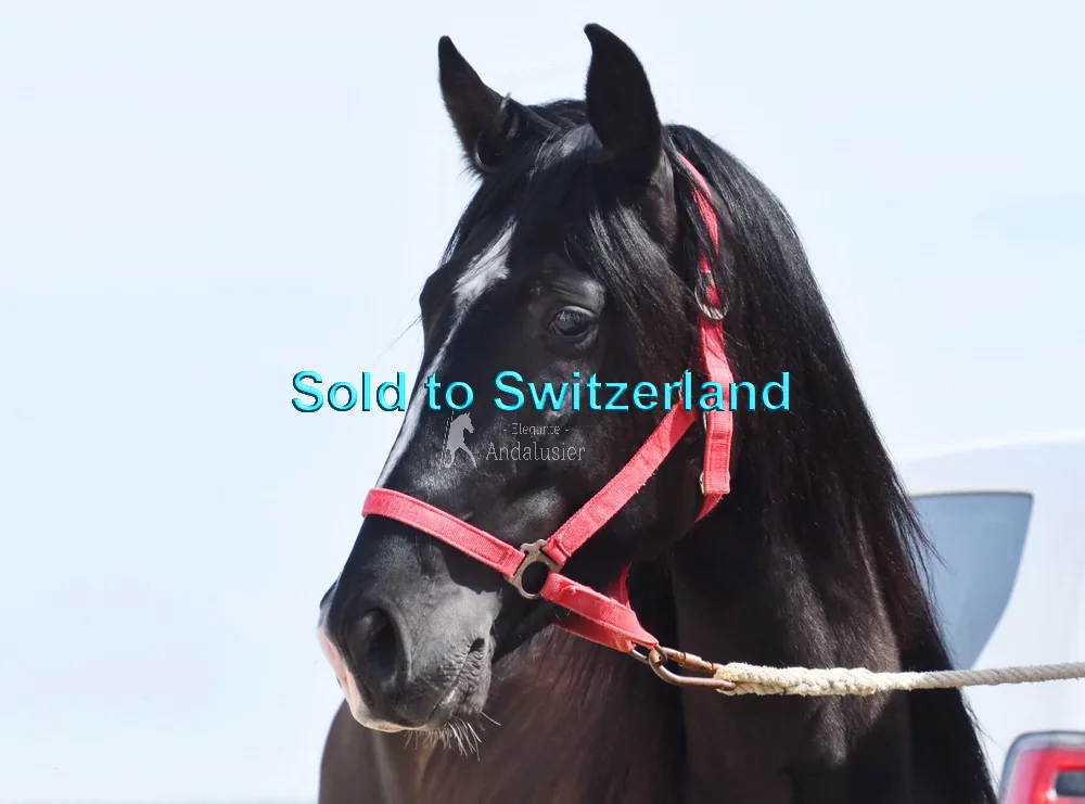 Divino de Sierra — PRE Gelding