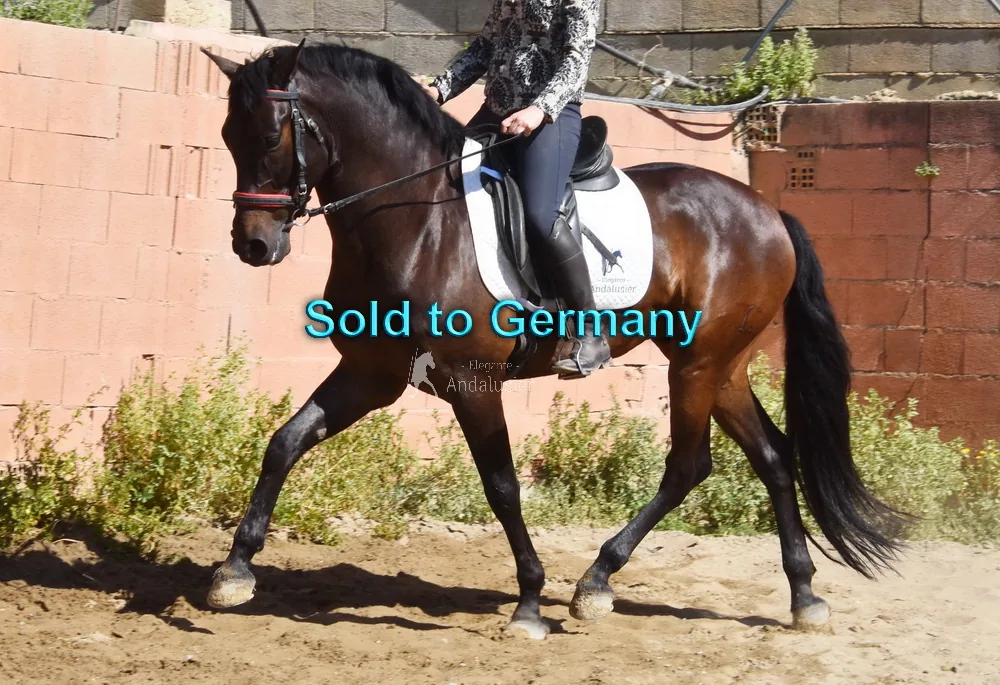 Espartero LXXIV — PRE Gelding