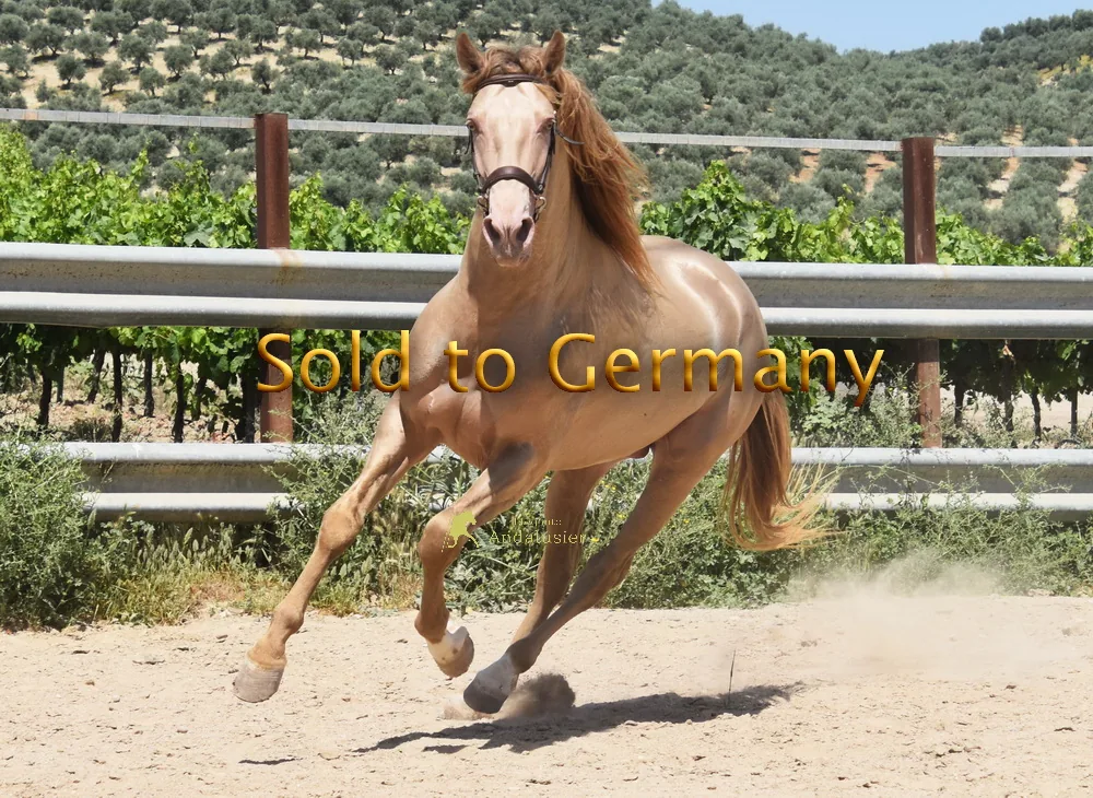 Hidalgo de Fuerza — PRE Stallion