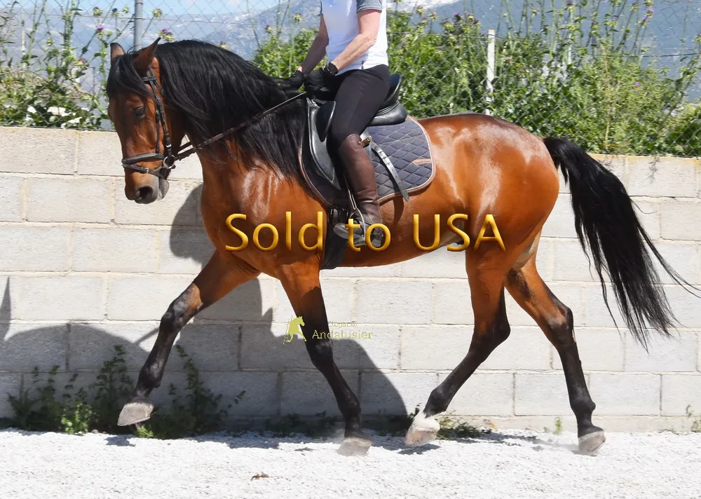 Rebelde EGL — PRE Gelding