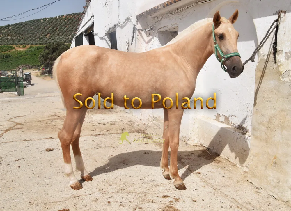 Reina Arenosas — Andalusian Mare