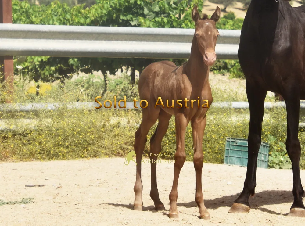 Amber de la Montaña KB — PRE Mare