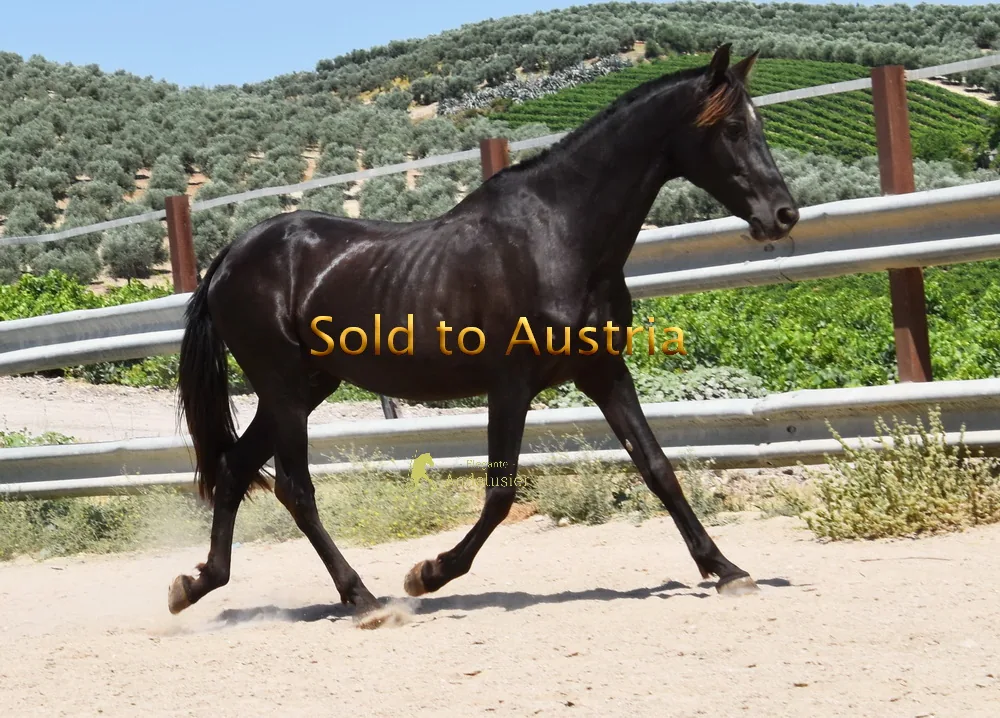 Tejera SD — PRE Mare