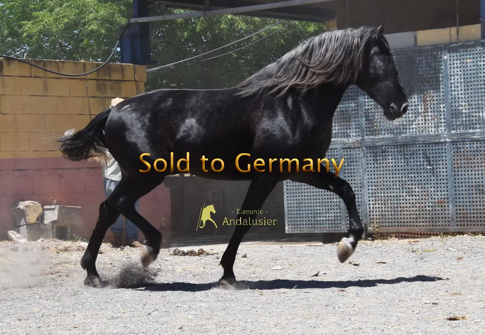 Molinero CL — PRE Stallion