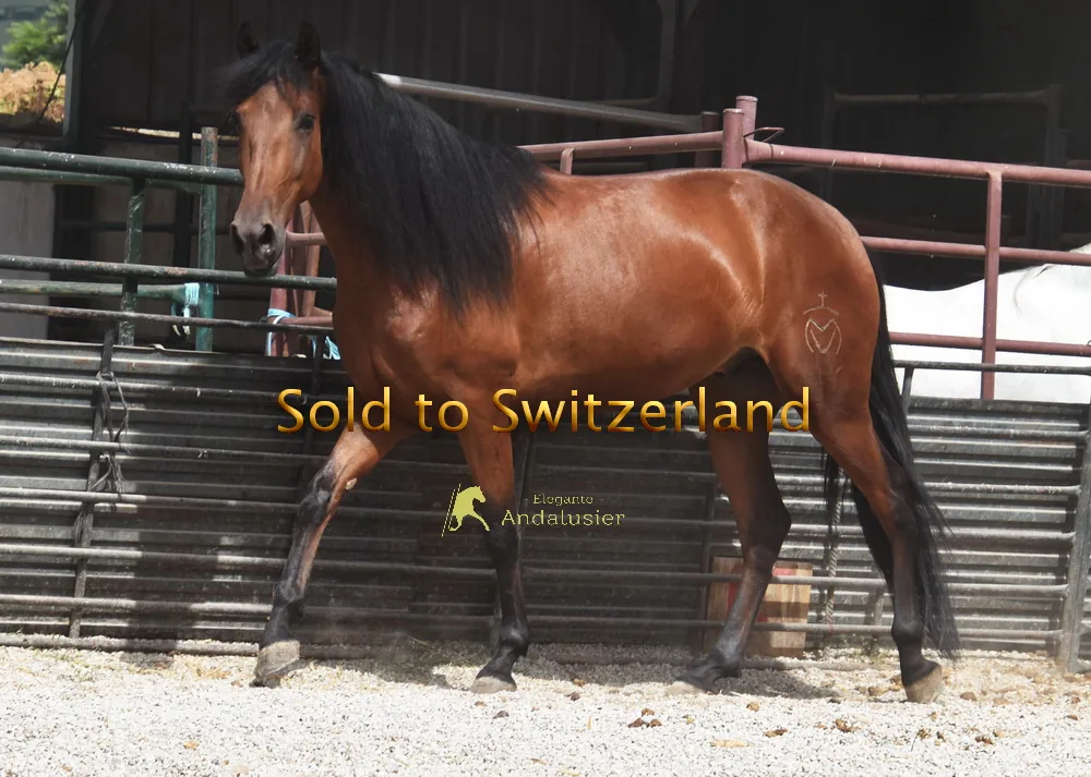 Vivanco VM — PRE Gelding