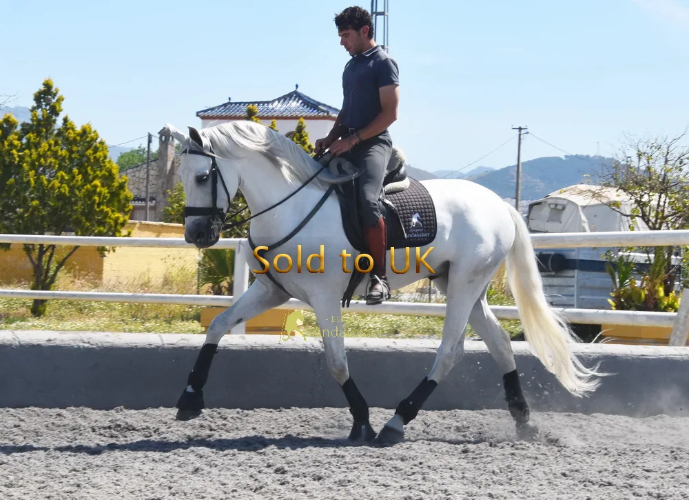 Faisan Jabalquinto — PRE Gelding