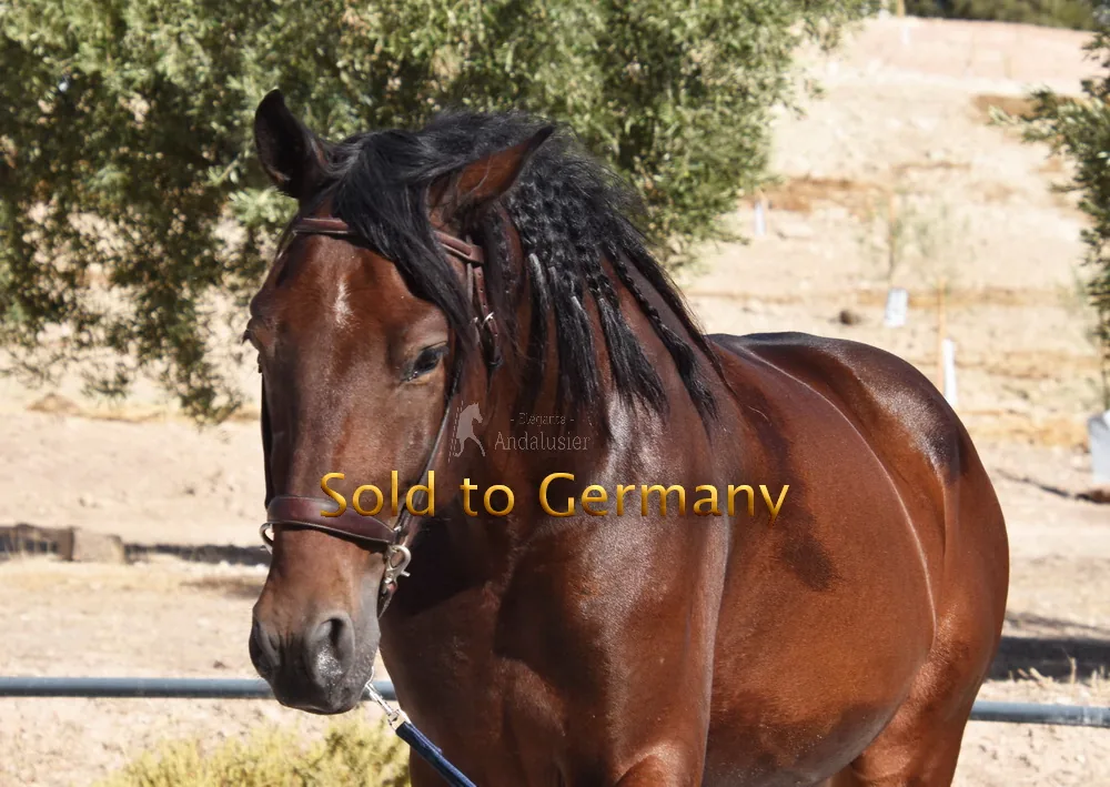 Veneroso II — PRE Gelding