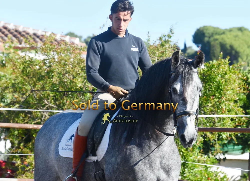 Gadea Royla — PRE Mare