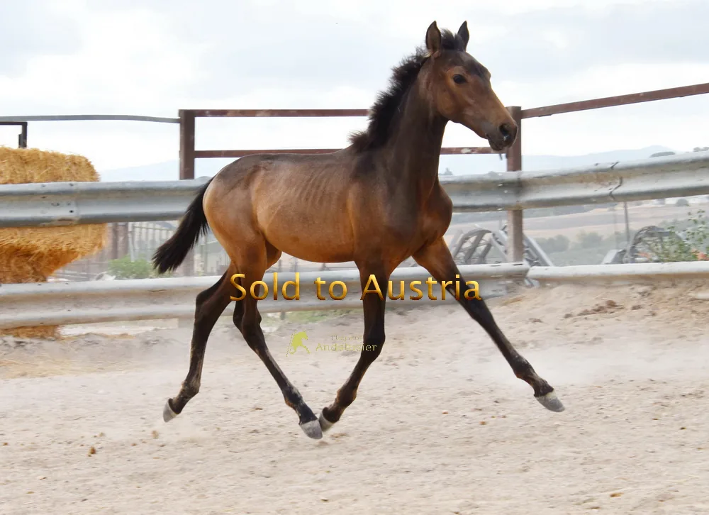 Udilia Arenosas — PRE Mare