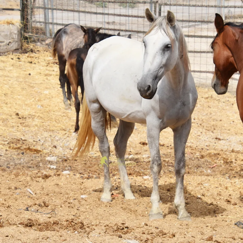 Airosa De Berenguer — PRE Mare