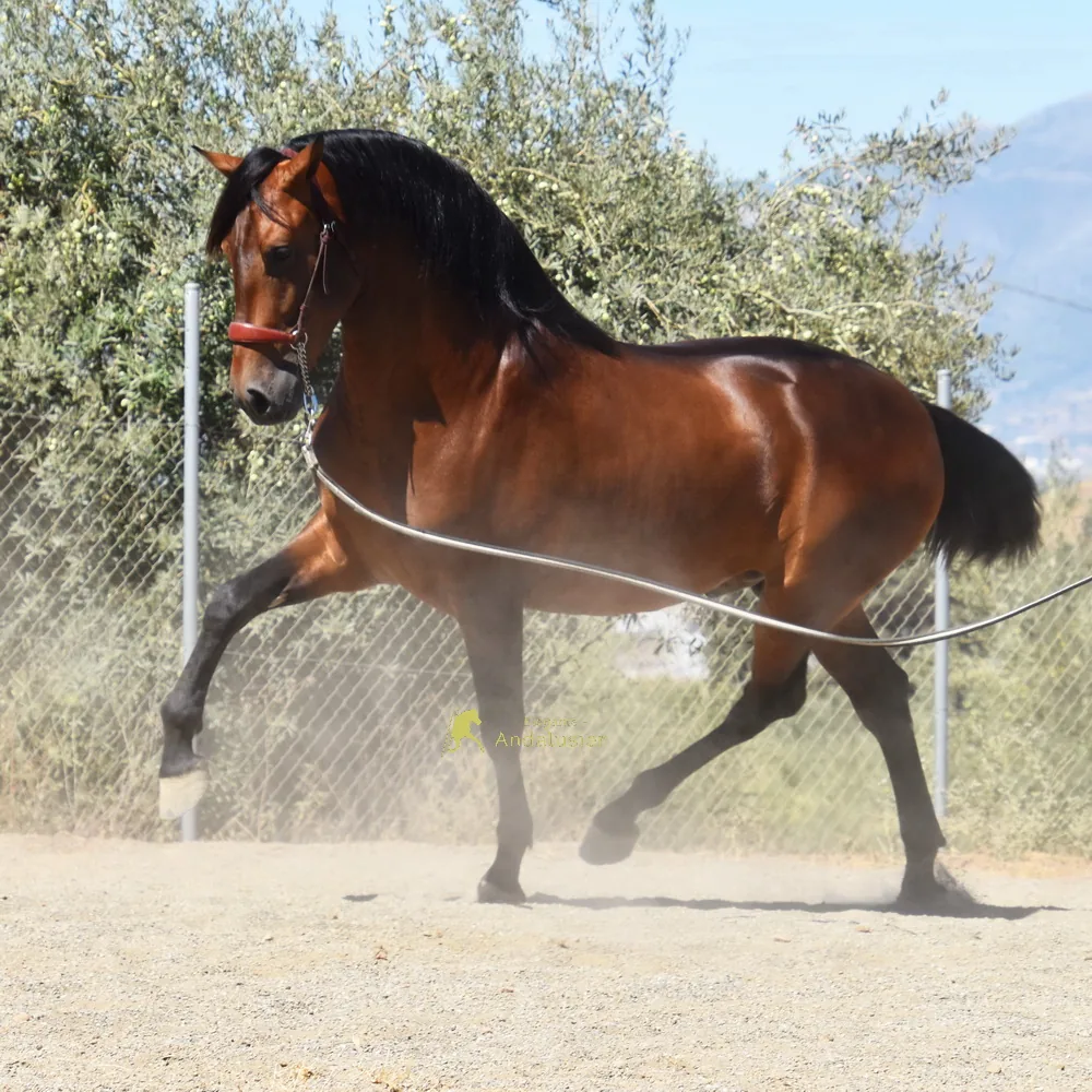 AMOROSO LOP — PRE Hengst