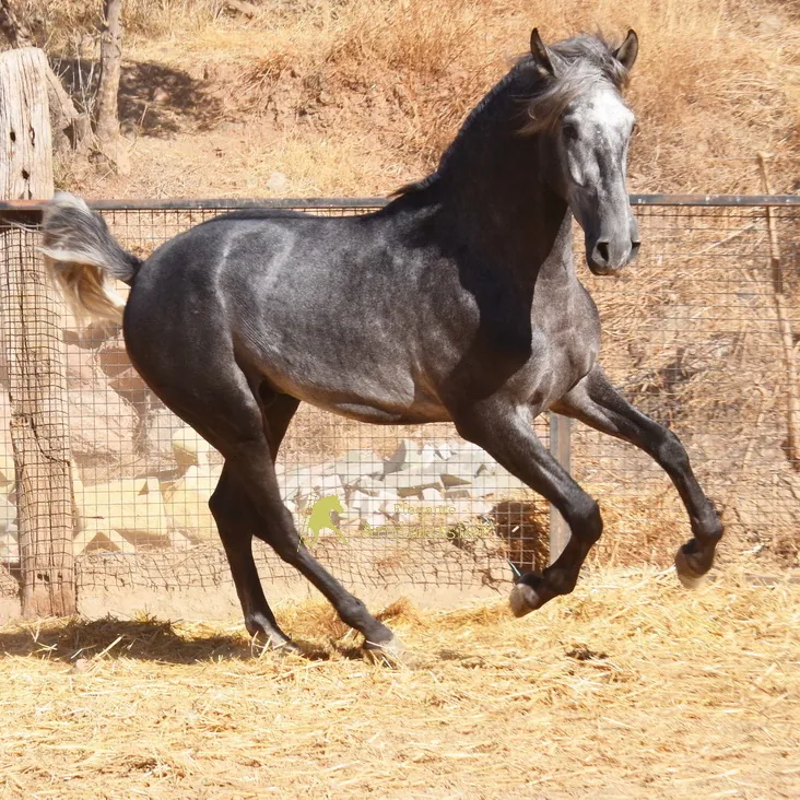 Andaluz Nadales IV — PRE Hengst