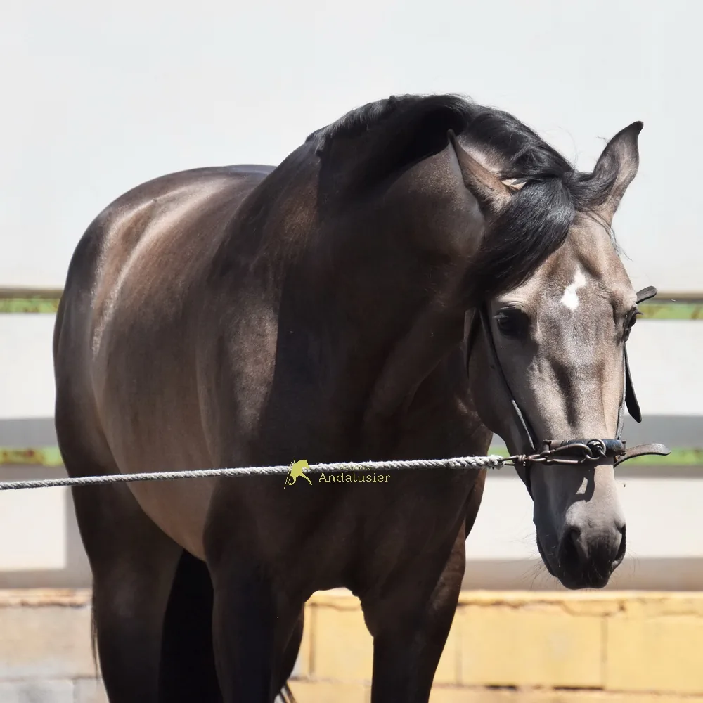 Bronce COM — PRE Stallion