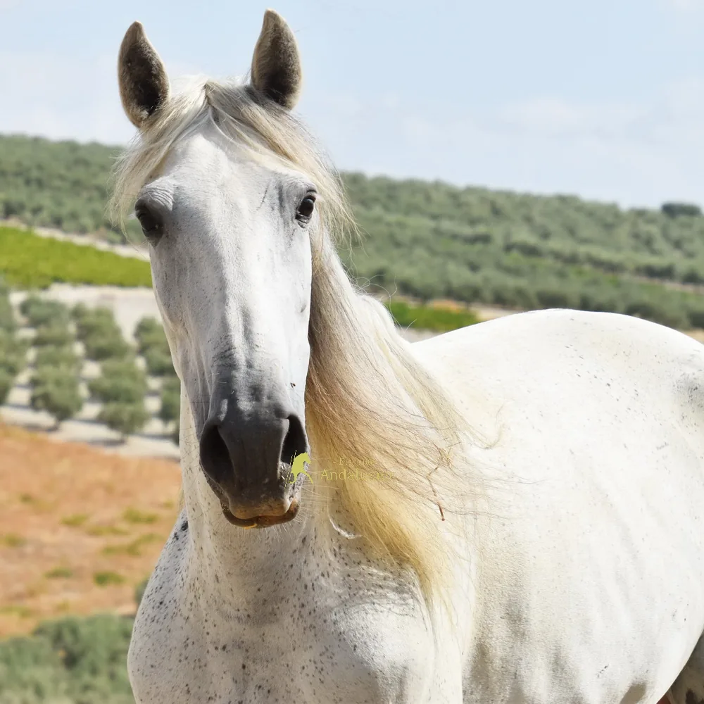 Carioca XLVIII — PRE Mare