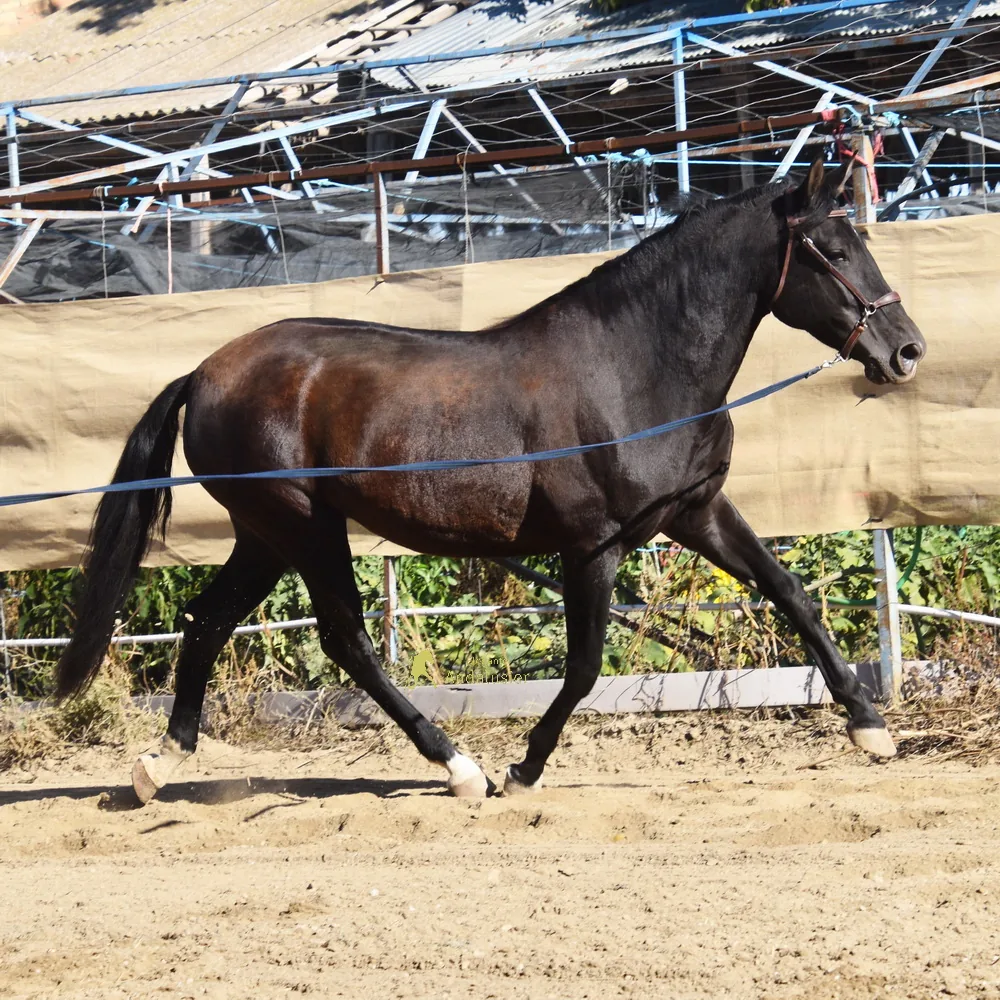 Chulita De Alvarez — PRE Mare