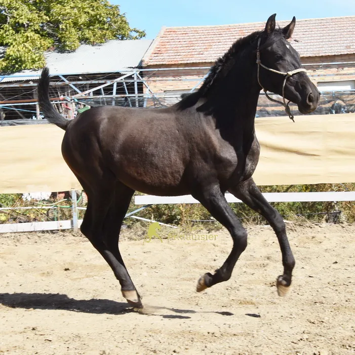 Chulito de Alvarez — PRE Hengst