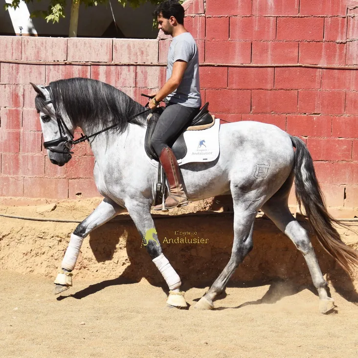 Ciclon Alboran — PRE Hengst