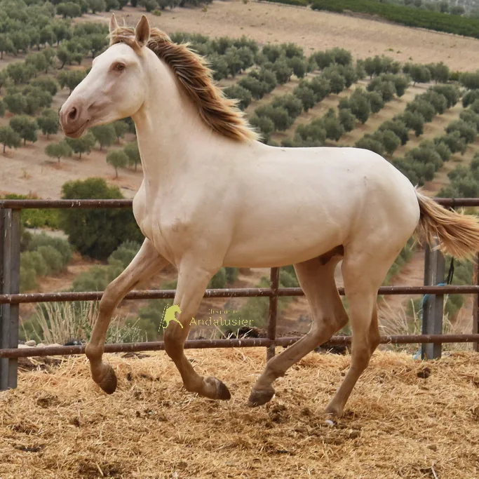 Diamante LH — PRE Stallion