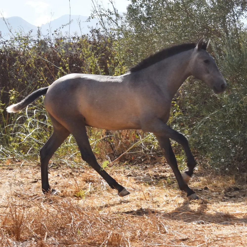 Embrocado ES — PRE Hengst