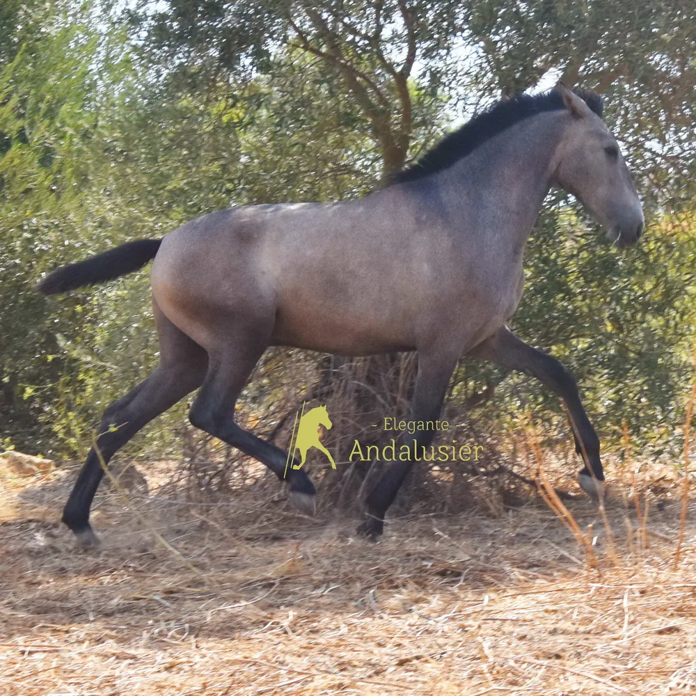 Forcado IV — PRE Hengst