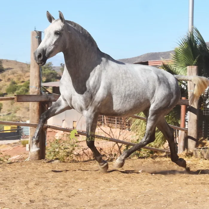 Helada Nadales — PRE Stute
