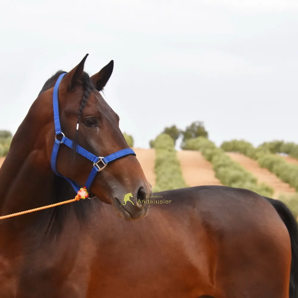 Hispano LC — PRE Hengst