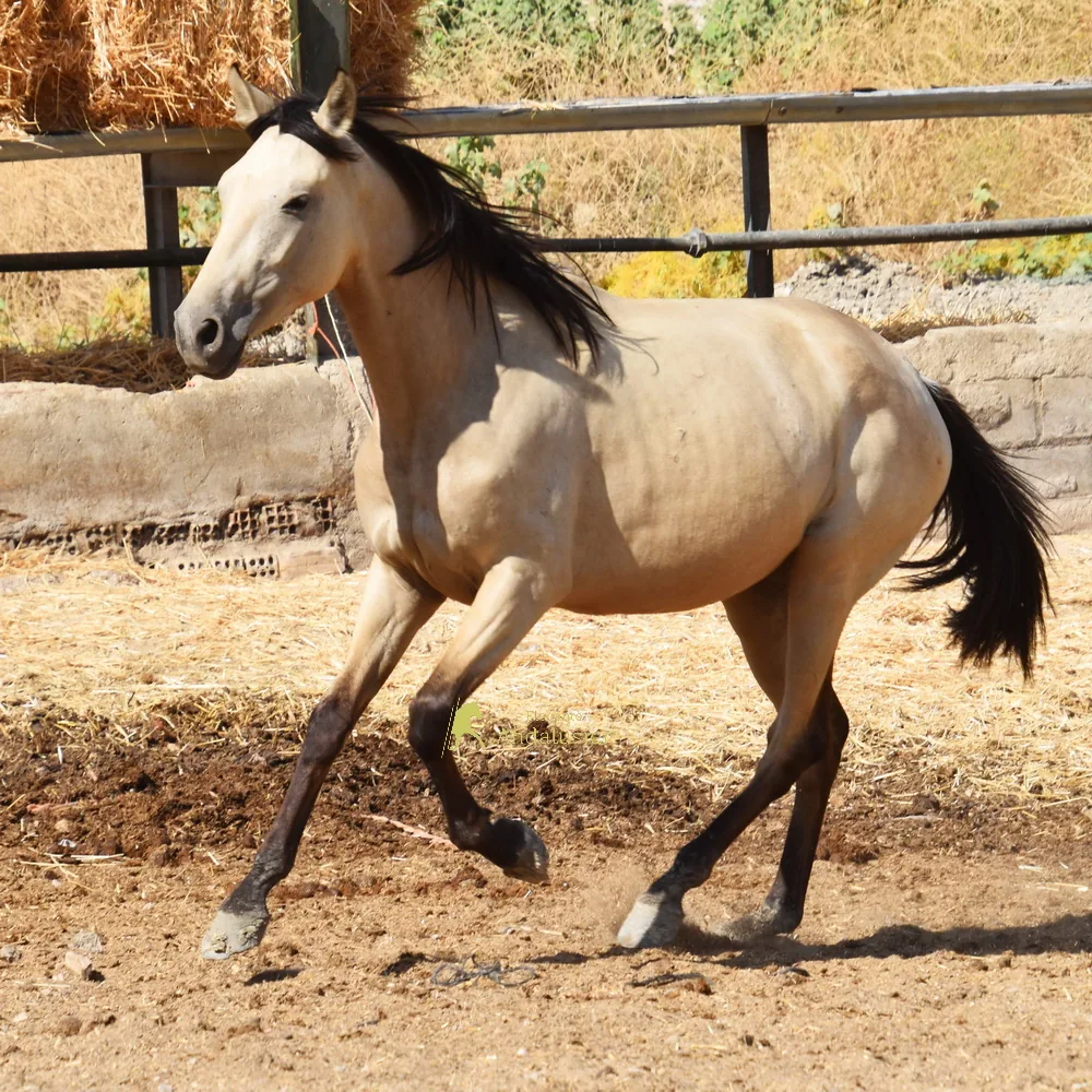 Jara MR IV — PRE Mare