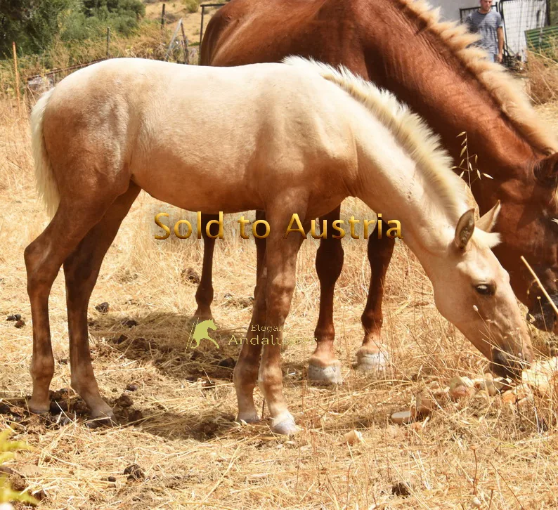Latoya W — PRE Mare