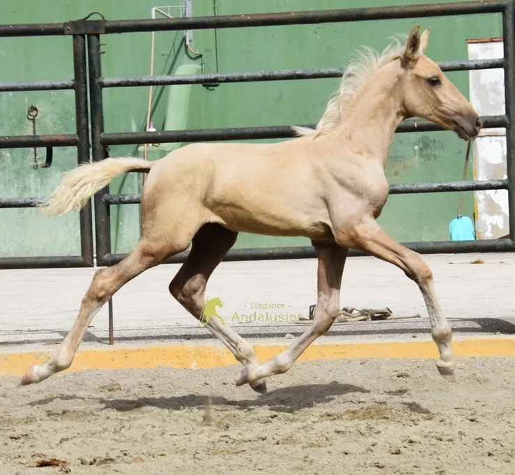 Leal W — PRE Hengst