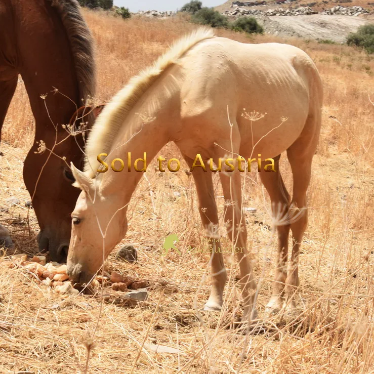 Leira W — PRE Mare
