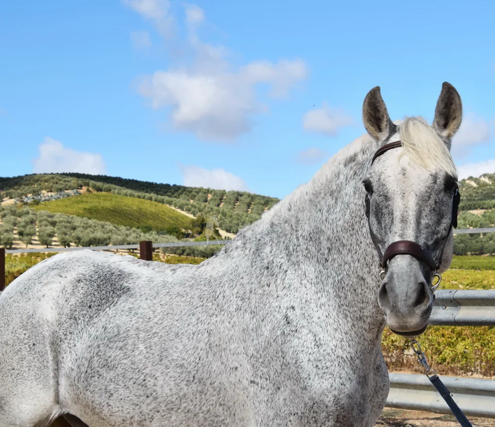 Lucero — Andaluz Macho castrado