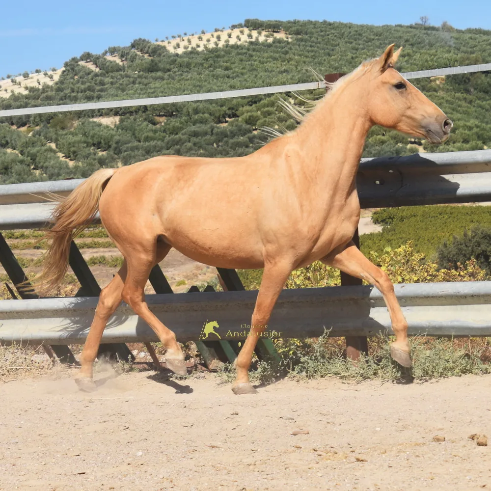 Margarita — Andalusier Stute