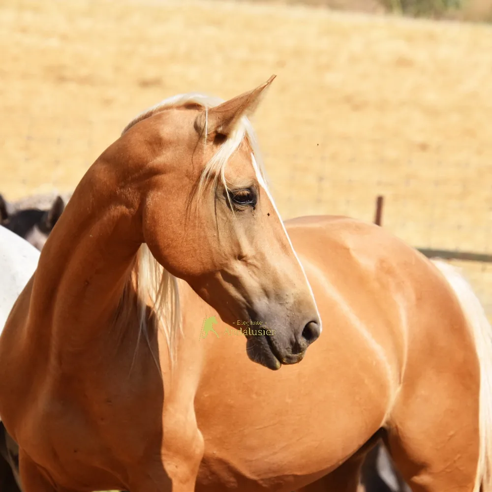 Margarita — Andalusian Mare