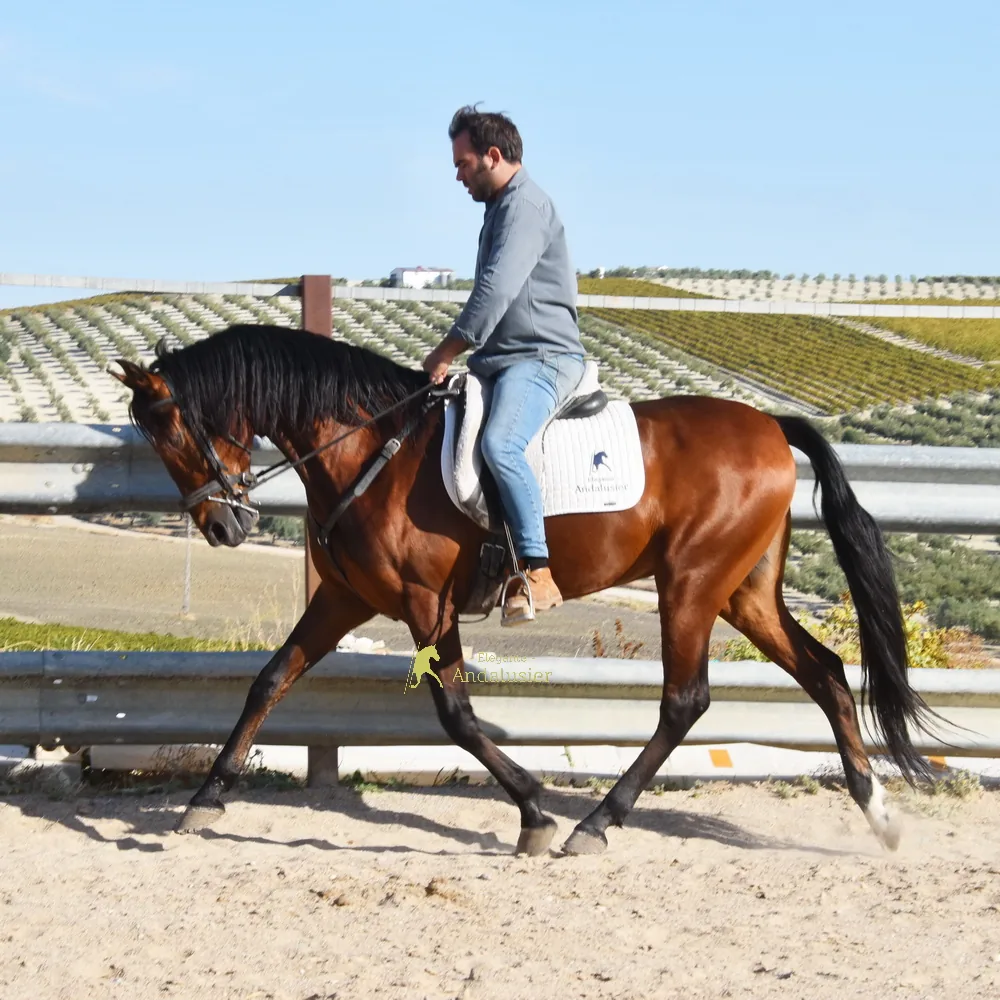 Molinero — Andalusier Wallach