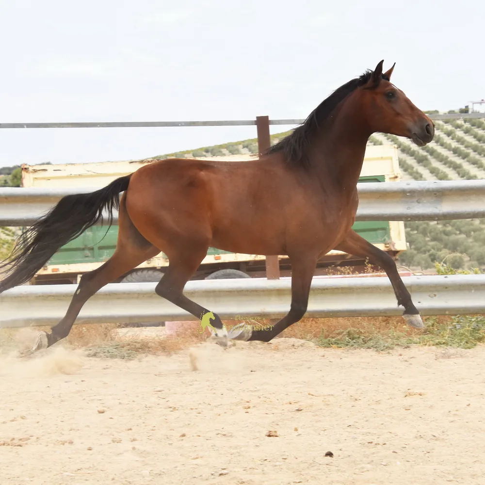 Molinero — Andalusier Wallach