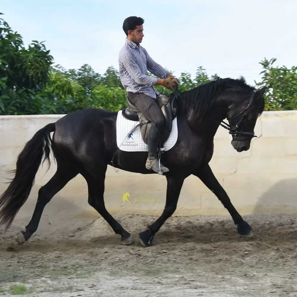 Moreno LM — PRE Hengst