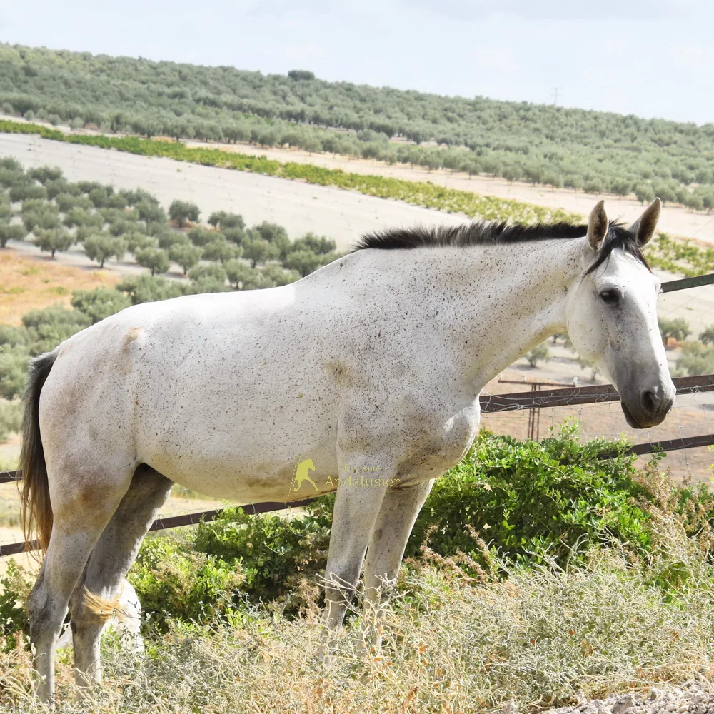 Nativa Arenosas — PRE Mare
