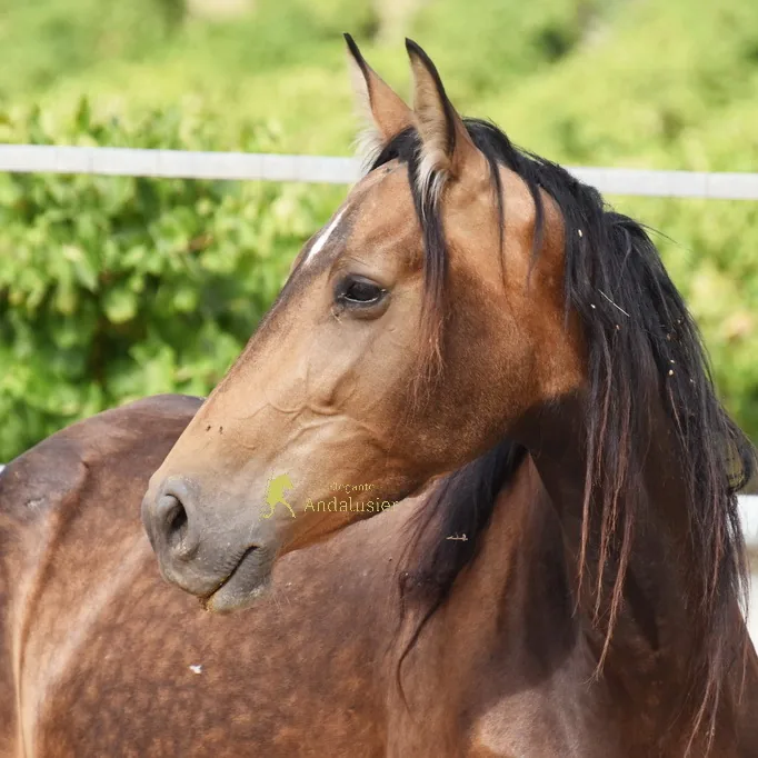 Numeraria SM — PRE Mare