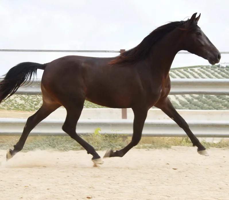Oro Arenosas — Andalusian Gelding