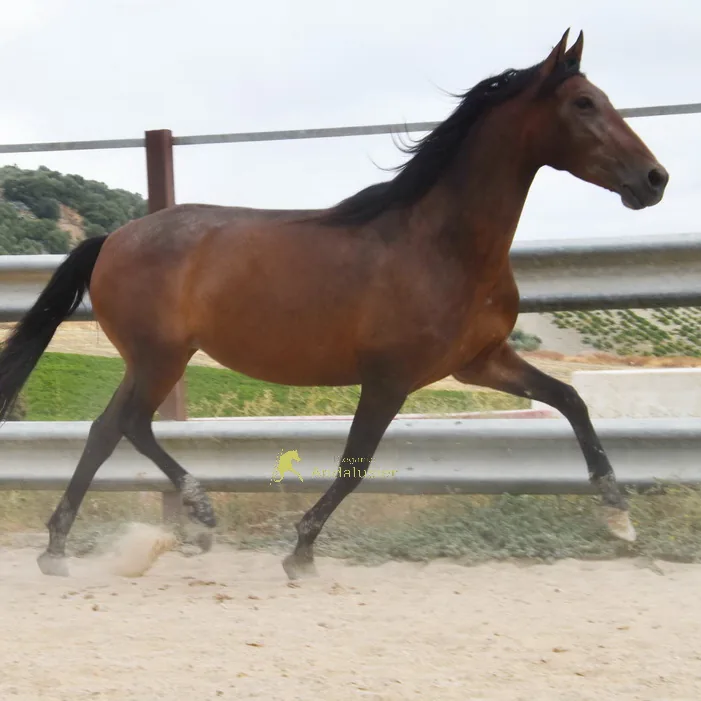 Pandora Arenosas — PRE Mare