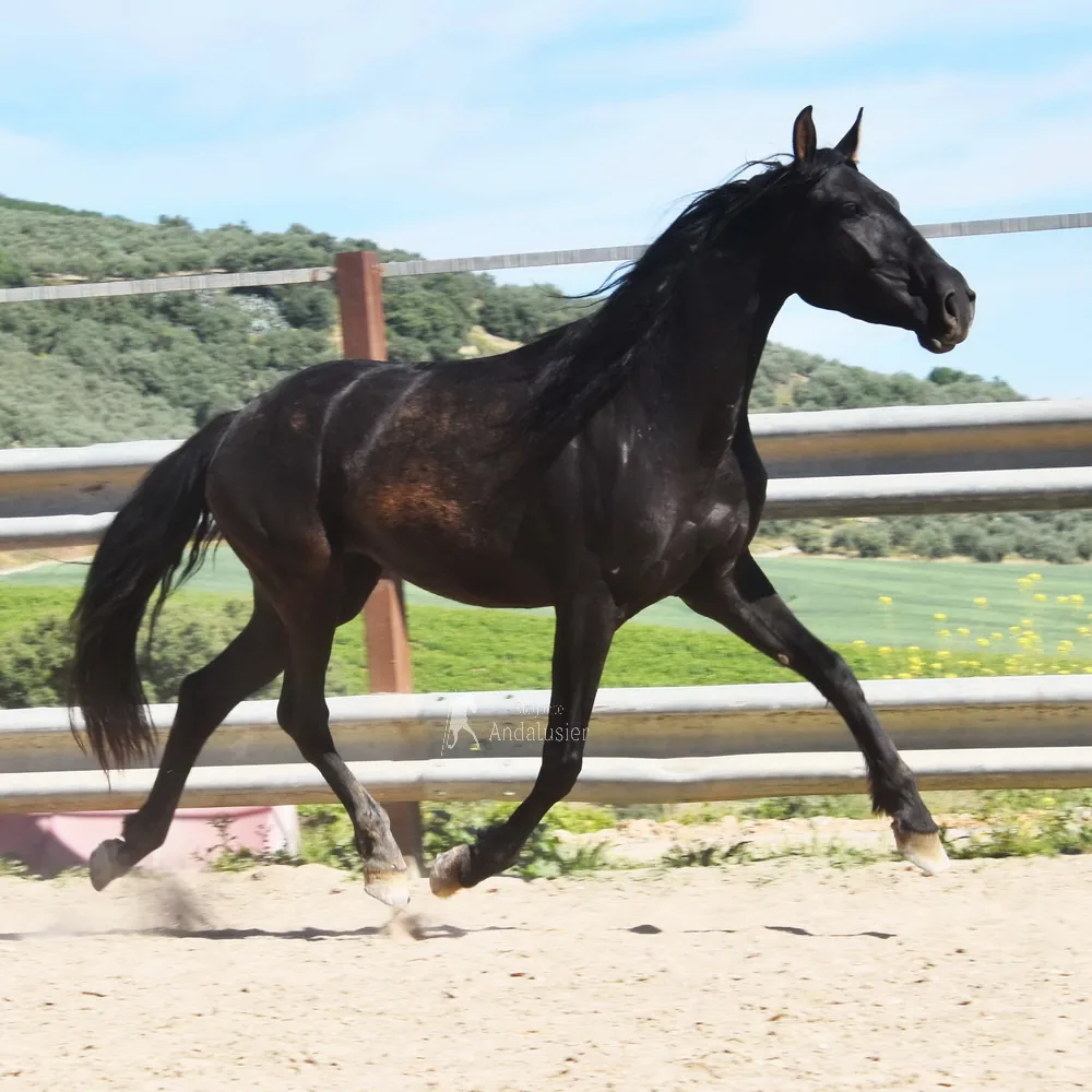 Pas Arenosas — PRE Mare
