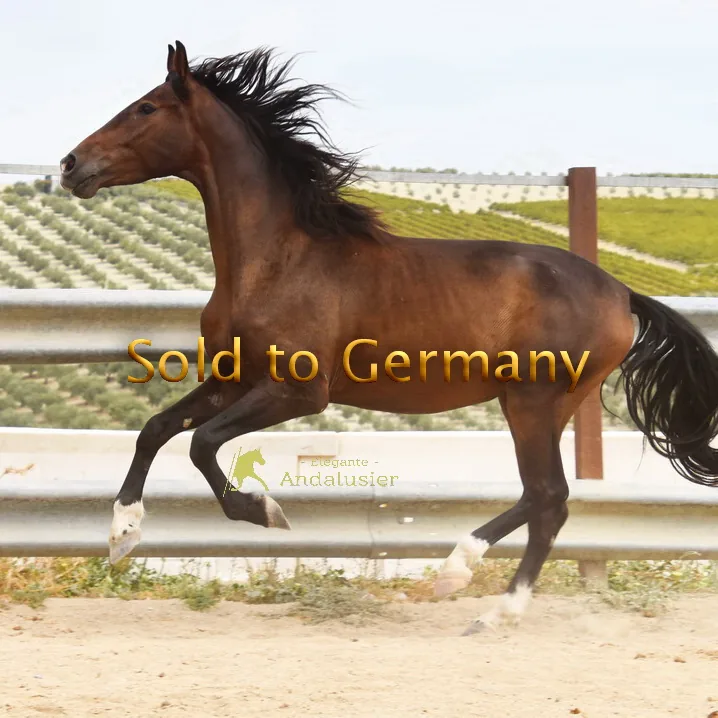 Quinto Arenosas — PRE Gelding