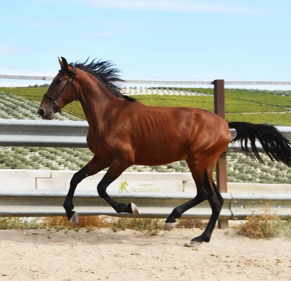 Spirit Arenosas — PRE Hengst