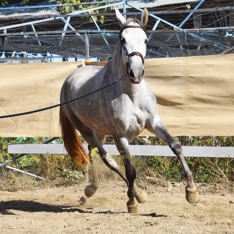 Sultana De Alvarez — PRE Mare