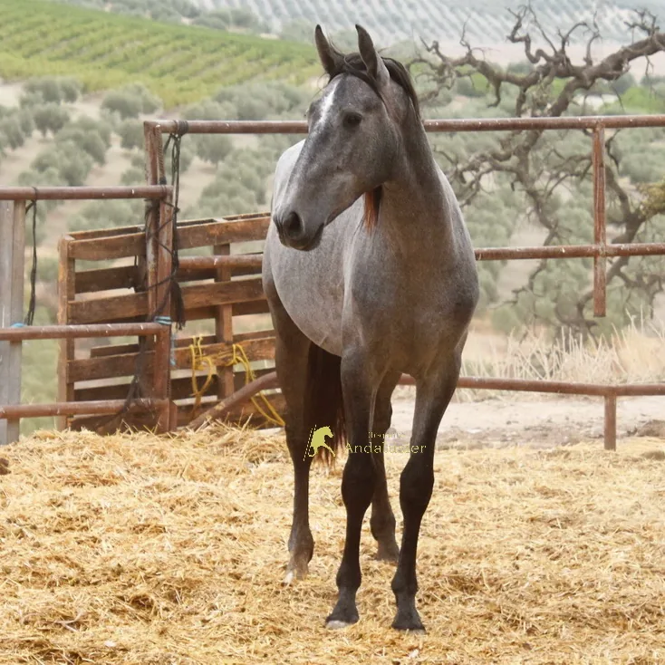 Supremo Arenosas — PRE Stallion