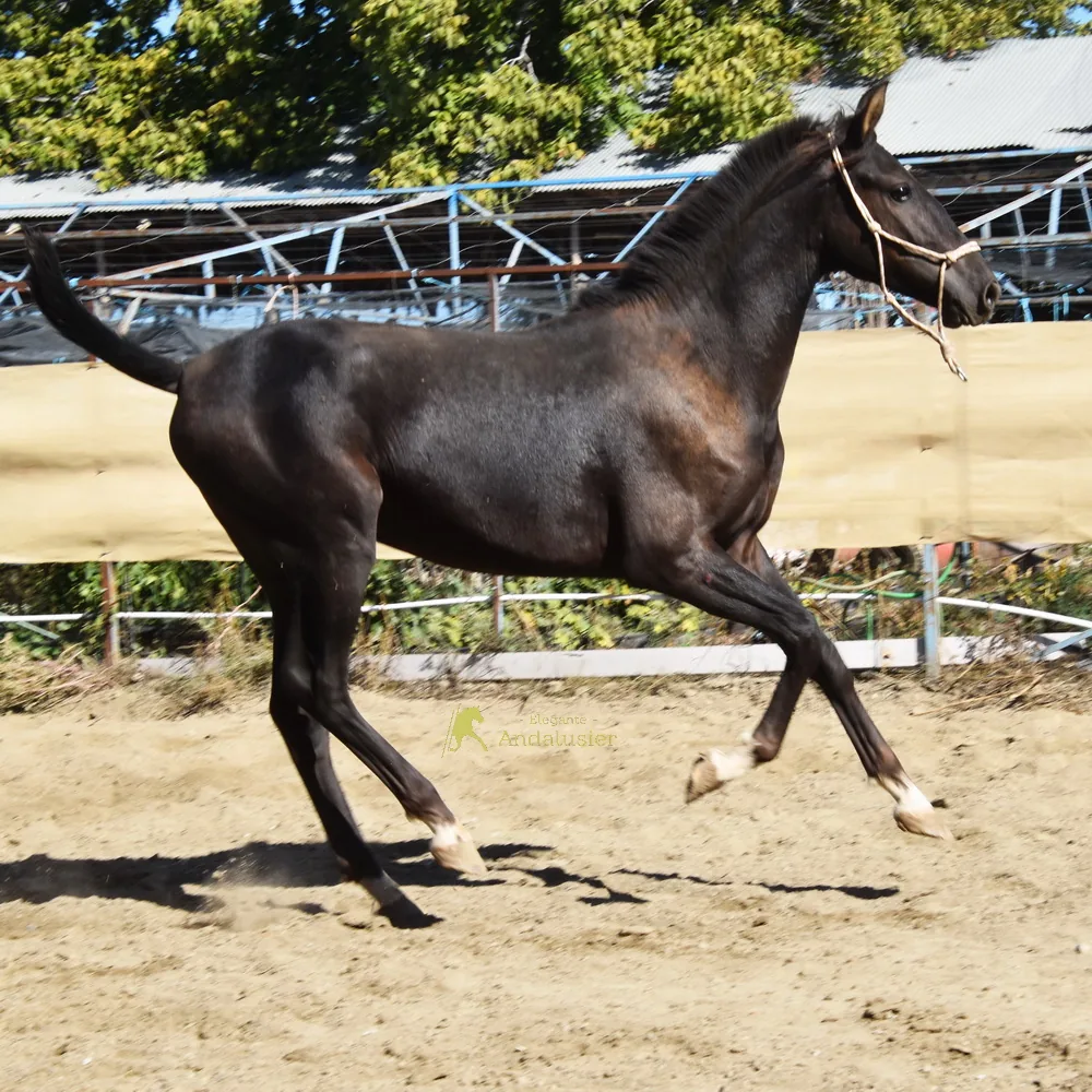 Titan de Alvarez — PRE Stallion